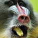 Going Bananas