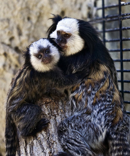 Love Monkey Love Monkey