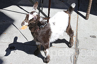 Pygmy Goat Kept as Pet in San Francisco