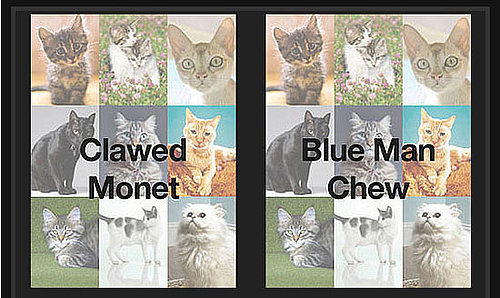 Play Which Cat Name Is Wackiest  . . . And Win!