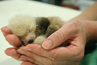 Video of a Baby Red Panda Being Bottle Fed in Nebraska