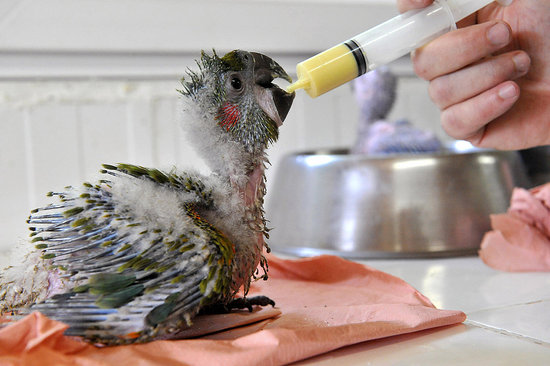 Baby Macaw Gets Bottle Fed! Baby Macaw Gets Bottle Fed!