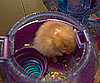Pet Pic of the Day: Boomer Is in the Ball