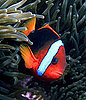 That's Fishy! Test Your Idiom-Savvy With Fish Sayings