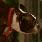 Breaking News: RIP, Monk — Q-Tip's Boston Terrier!