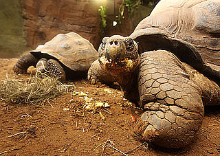 Check Out The Galapagos Turtles At the New 'Giant of the Galapagos' Exhibit in ZSL London Zoo