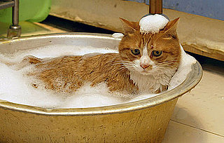 Laifu the Cat Takes Baths Three Times a Week