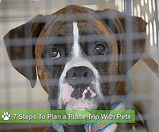 Fur Flyin' High: Follow This Timeline For Air Travel With Pets