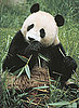 Bai Yun Gives Birth to Fifth Giant Panda: In the LINK of an Eye!