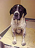 Dog Swallows Nine Balls and a Bullet!