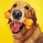 Eeks, It's the Top 10 Things Dogs Eat (Other Than Food)! Eeks, It's the Top 10 Things Dogs Eat (Other Than Food)!