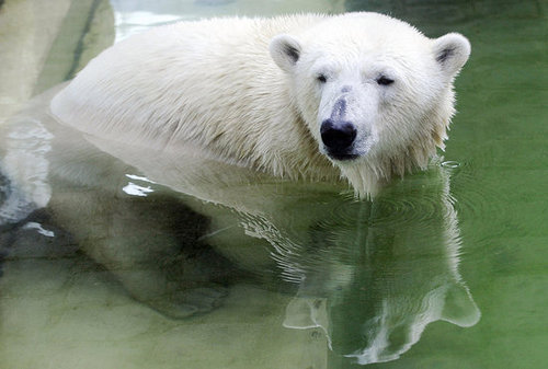 Love Is In the Air! Knut Gets a Mate Love Is In the Air! Knut Gets a Mate