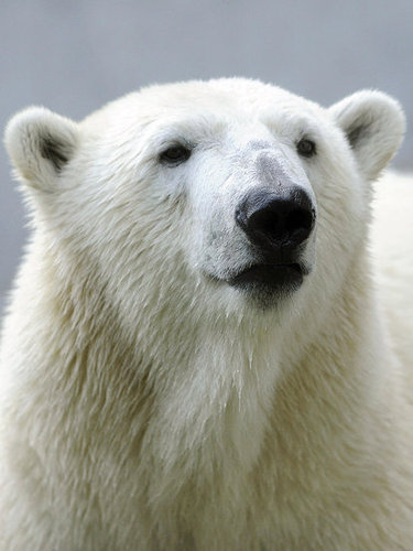 Love Is In the Air! Knut Gets a Mate Love Is In the Air! Knut Gets a Mate