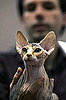 Animals That Lack Fur or Feathers: In the LINK of an Eye!