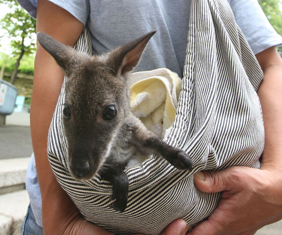 Baby Wallaby Gets a Foster Mom With Makeshift Pouch! Baby Wallaby Gets a Foster Mom With Makeshift Pouch!