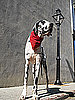 RIP, Gibson: World's Tallest Dog Loses His Cancer Battle