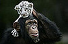 Chimp Snuggles With Baby Tigers: In the LINK of an Eye!