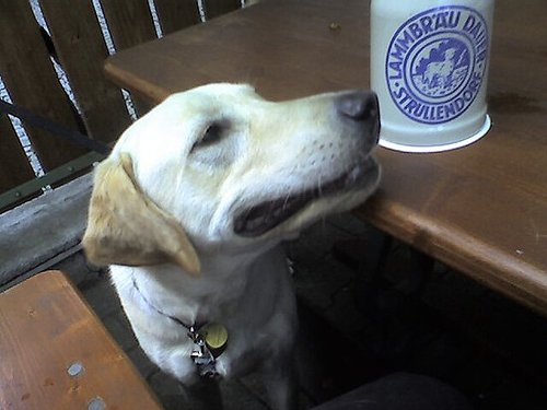 Sniffin' the Stein Sniffin' the Stein