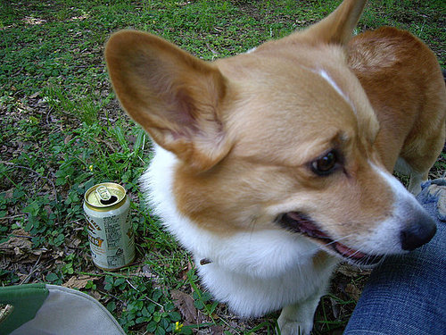 Big Ears, Little Can Big Ears, Little Can