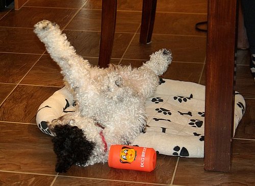 Dog Tired Dog Tired