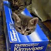 Kittens in Tissue Box Video From Daily Show With Jon Stewart on August 12