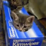 Kittens in Tissue Box Video From Daily Show With Jon Stewart on August 12