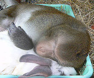 An Unconventional Love Story: When Monkey Meets Bunny . . .