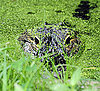 Guess What Animal?