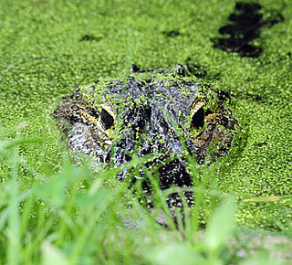 Guess What Animal?