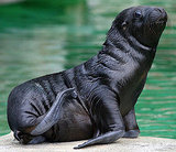 Creature Features: Patagonian Sea Lions Creature Features: Patagonian Sea Lions