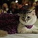 Velveteen Kitty 