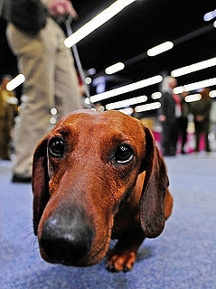 All Short-Legged Dogs Share an Ancestor: In the LINK of an Eye!