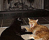 Pet Pic of the Day: Two Cats of a Feather