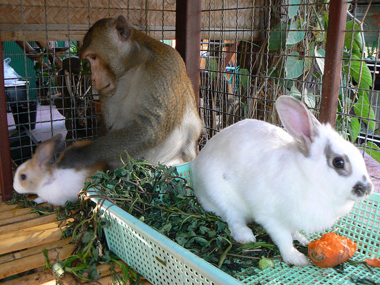 Bunny Bundles of Joy!