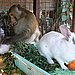 Bunny Bundles of Joy!