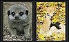 Play Our Baby Animal Faceoff For a Chance to Win Big Bucks!