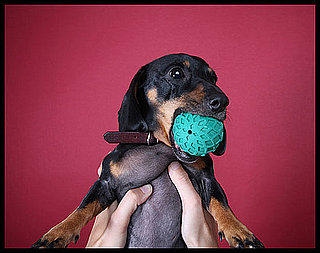 Pet Peeves: How Do I Know If My Dog's Toy Is Too Small?