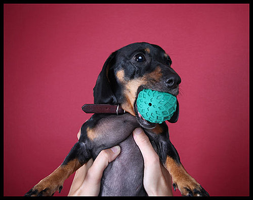 Pet Peeves: How Do I Know If My Dog's Toy Is Too Small?