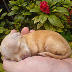 Puppy Breed Quiz Puppy Breed Quiz