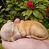 Pictures of Puppies and Dogs