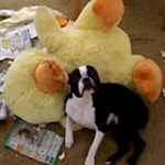 Do Tell: Will Your Pets Destroy Your Things?