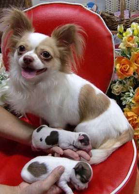 Meet Kokoro-chan, the Heart-Marked Cousin of Love-kun