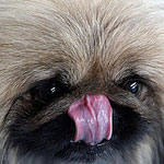 What You Need to Know About the H3N8 Dog Flu What You Need to Know About the H3N8 Dog Flu