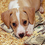 Tax Deduction For Pet Care Proposed Tax Deduction For Pet Care Proposed