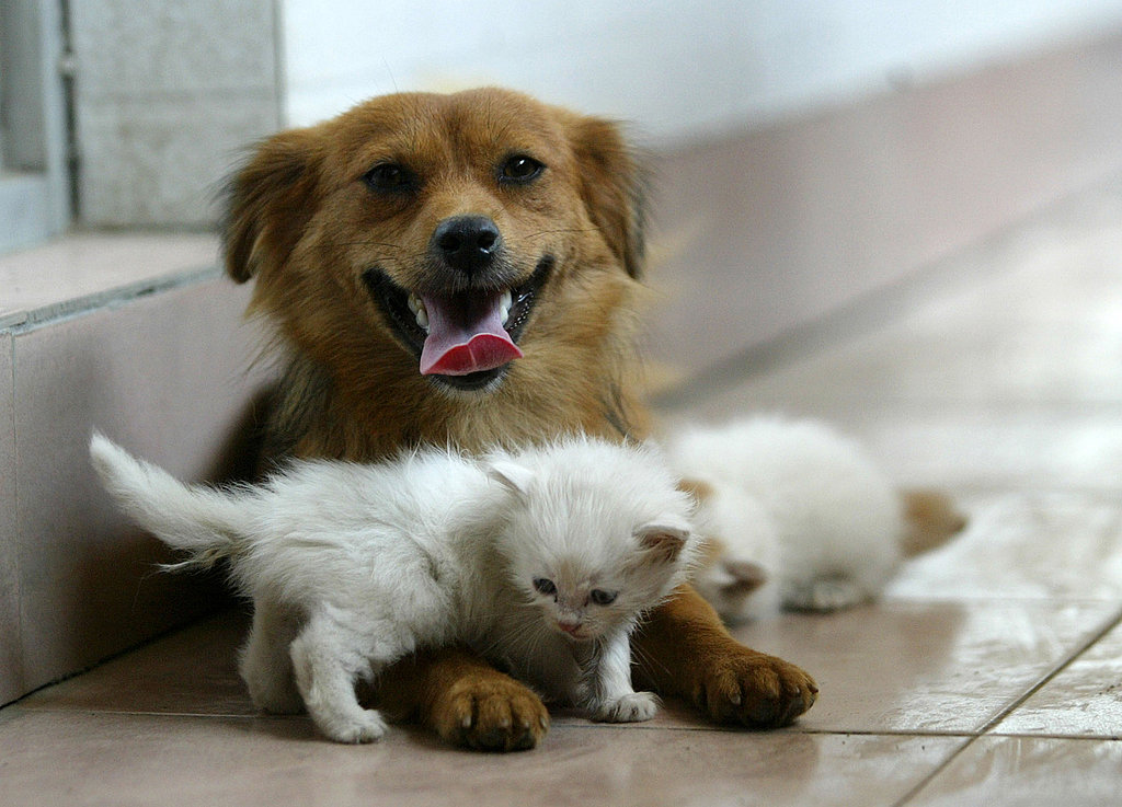 The Scoop: Mama Mutt Nurses Three Orphaned Kittens! The Scoop: Mama Mutt Nurses Three Orphaned Kittens!