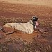 New Meaning of Mud Bath