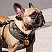 Little Dog's Little Tongue