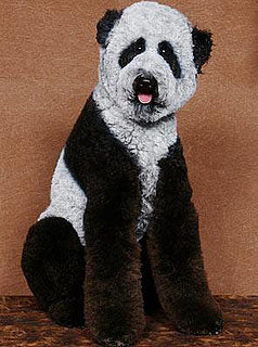 Your Very Own Pet Panda: In the LINK of an Eye!