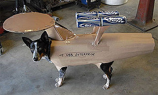 Doggie Wears USS Enterprise With Beer Can Boosters: In the LINK of an Eye!