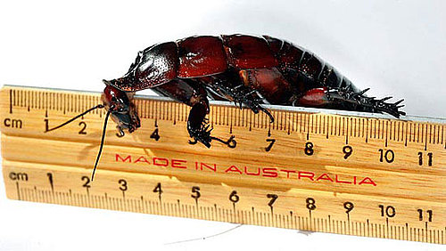 Would You Keep a Giant Cockroach as a Pet?